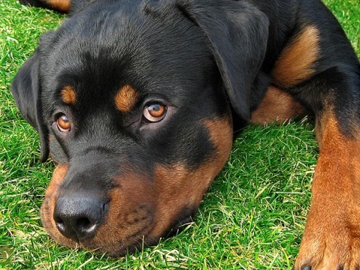 Rottweiler version cariñoso